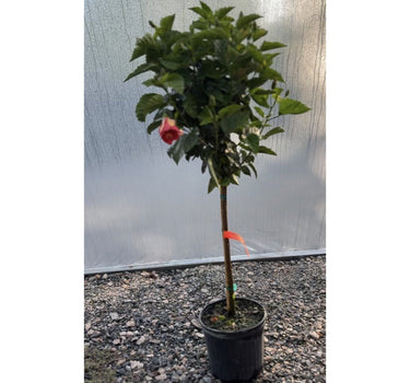 Hibiscus Tree