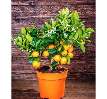 California Honey Mandarin Tree