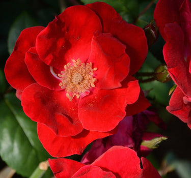 Winner's Circle Rose