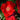 Winner's Circle Rose